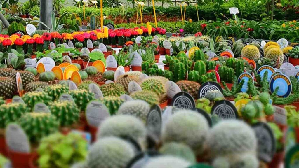 Plant Nursery Business