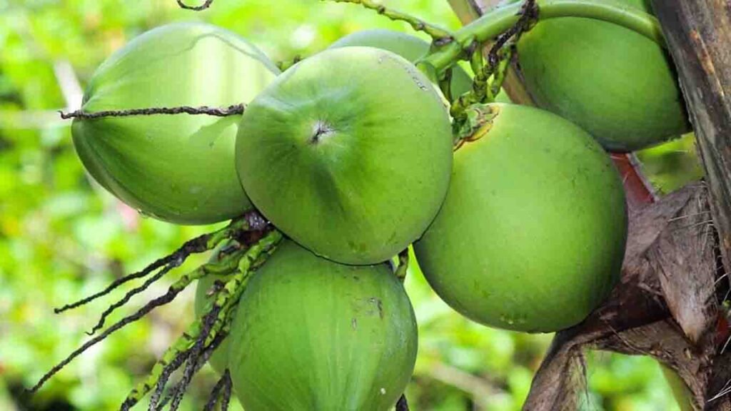 Nariyal pani ka Business Ideas